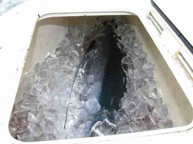 20070714 - 03 Newport First Tuna Fishing Trip