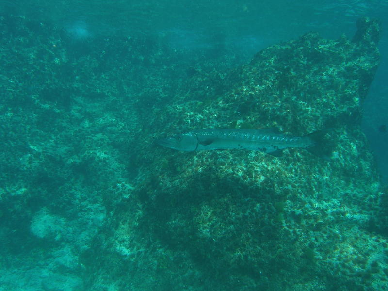 5 ft baraccuda... it was a long as me!!!!