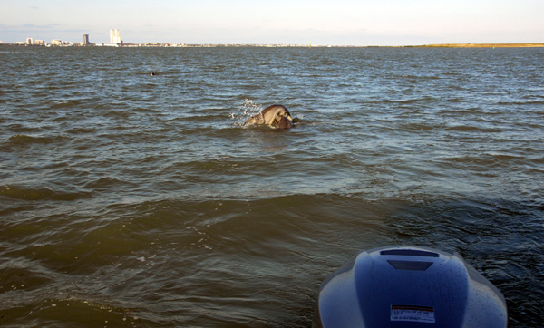 a couple dolphins playing behind the boat