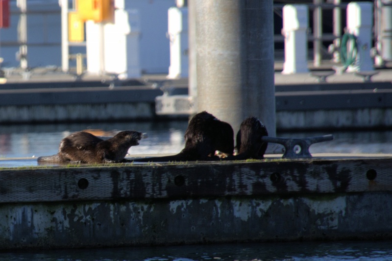 A group of river otters eating crab on the docks in Anacortes is a common sight in the quiet winter months.