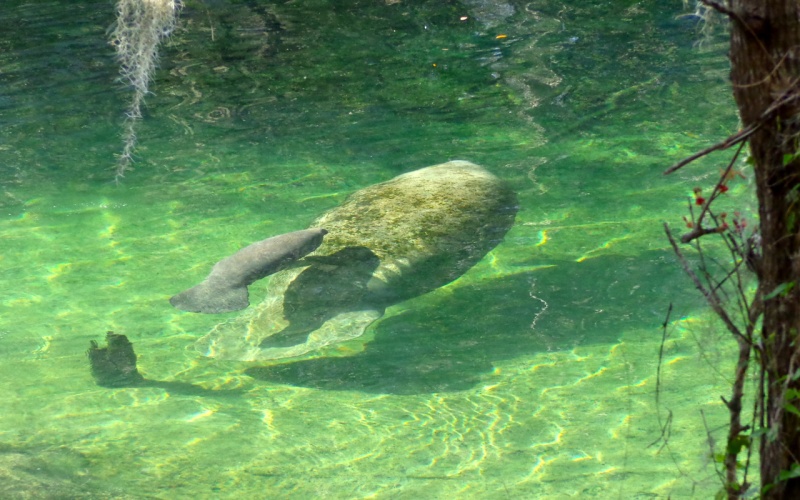 A mother and baby manatee at Blue Springs State Park.  We saw about 12 manatees while we were there.