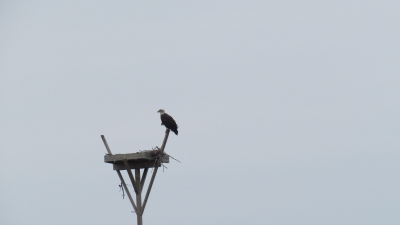 An EAGLE IN NEW JERSEY??