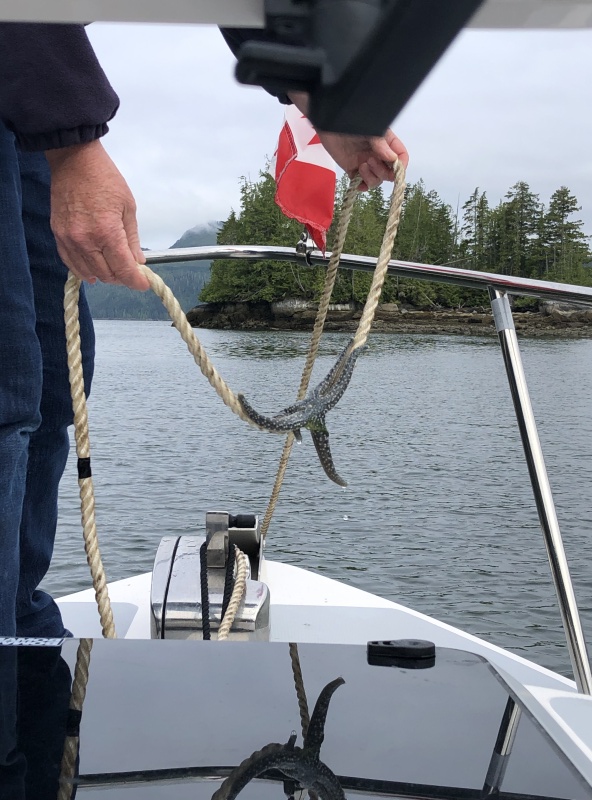 Anchor Line Stowaway