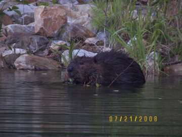 Another little friend