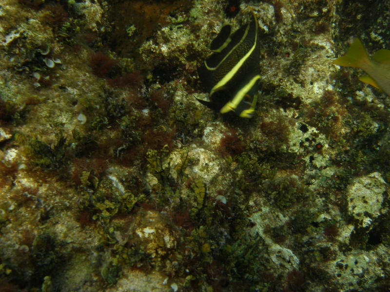 anyone's guess but very pretty..only saw one the whole trip