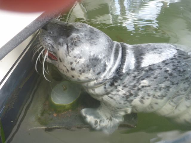Baby Harbor Seal trying to nurse on Plan "B"
