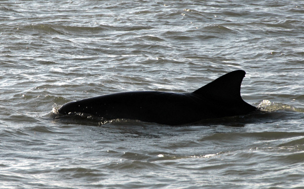 backlit dolphin by the boat
