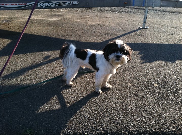 Baxter Barrett Anderson Dog of the Desert - er, RV Park 9-7-11