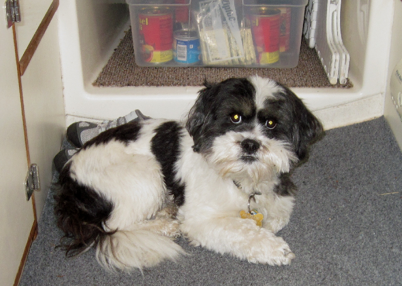 Baxter Barrett Anderson, Ship\'s Dog 1-17-11