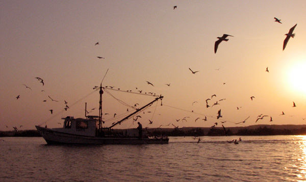 bay shrimper, surrounded by birds