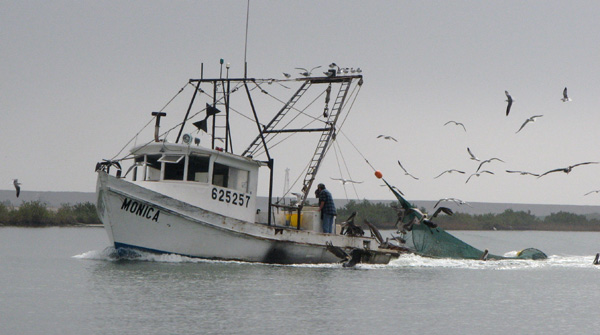 Bay Shrimper