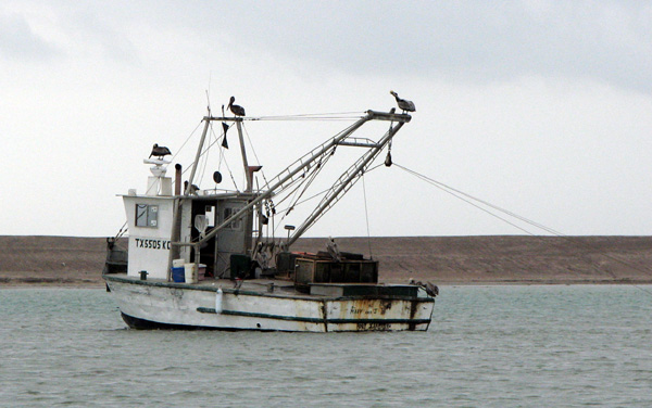 Bay shrimper