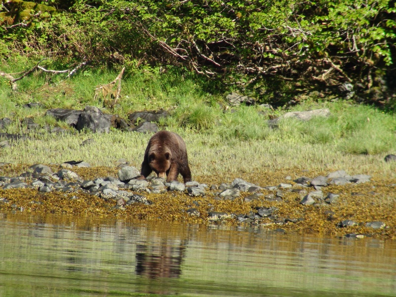 bear along boat while have morning coffee anchored in Red Bluff Bay in
