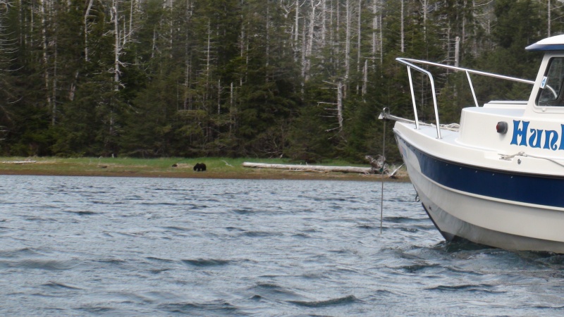 bear on shore Hidden Bay
