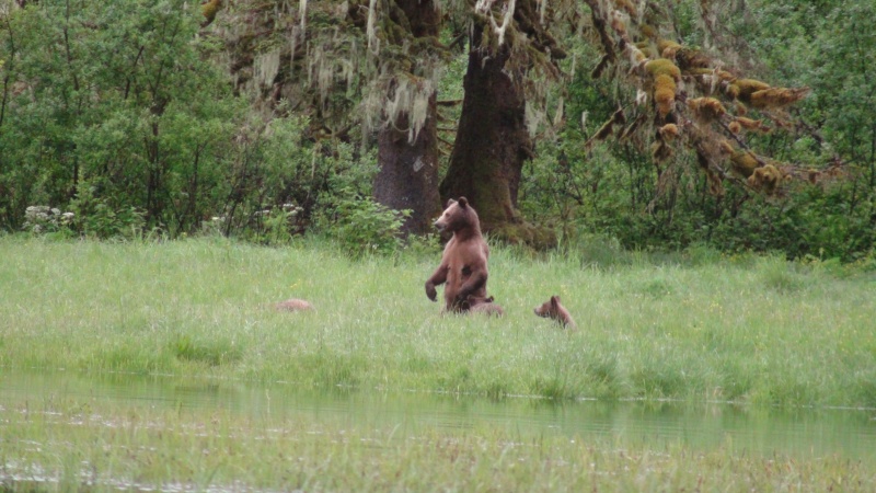Big bear was coming her way