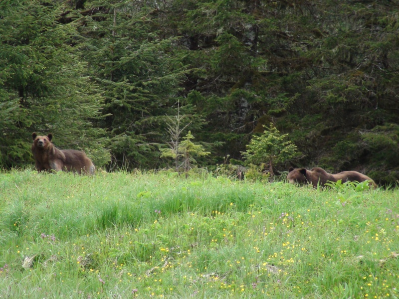 big bear was in his own zone, but female kept me from getting close shots.  The male is the biggist bear I've ever seen
