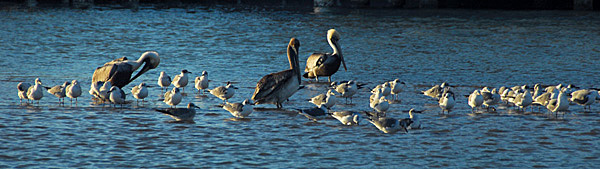 Birds of a feather, sharing the shallows