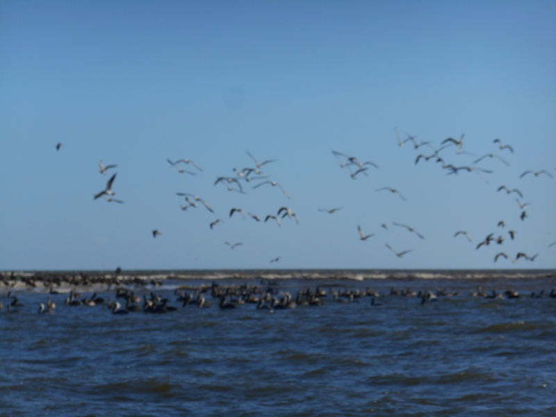 Birds off Cape San Blas.
