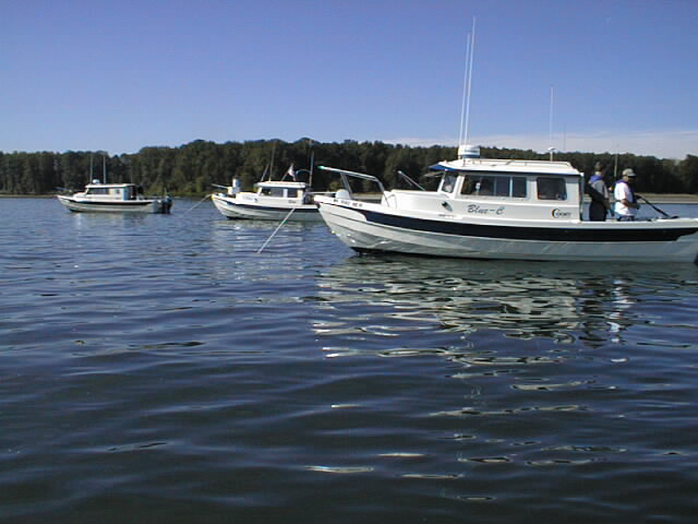 Blue-C, Tyboo, and Shearwater near St.Helens