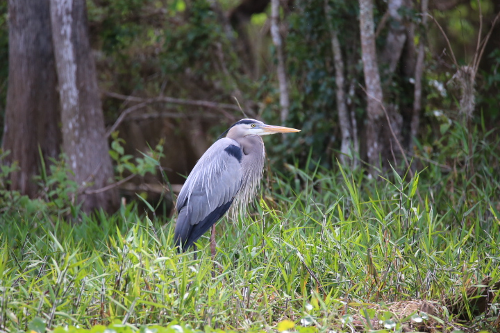 Blue Heron