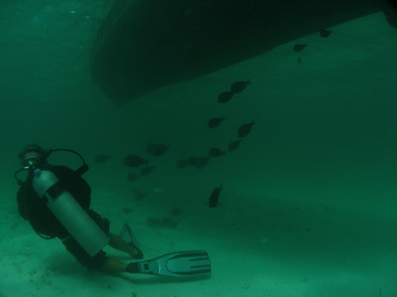 Blue tangs under the boat