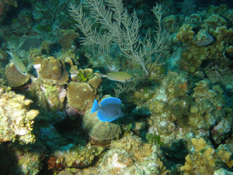 blue tangs