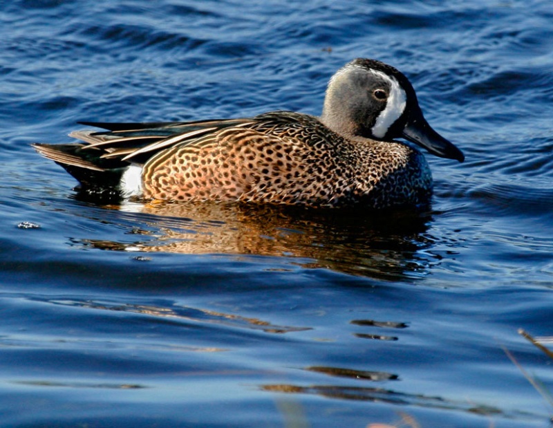 Blue Winged Teal