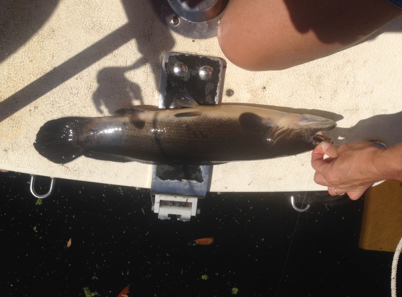 Bowfin fish, prehistoric