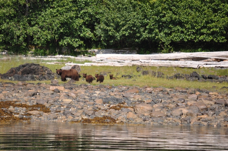 Brown bear and cubs, Hoonah Sound
