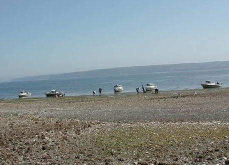 C-Dory invasion on the clam beach