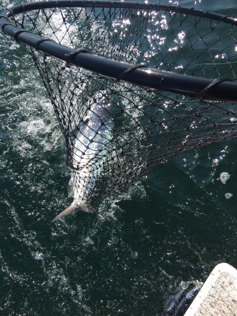 C&R'd a nice wild chinook while trolling without a depth sounder as batteries died.