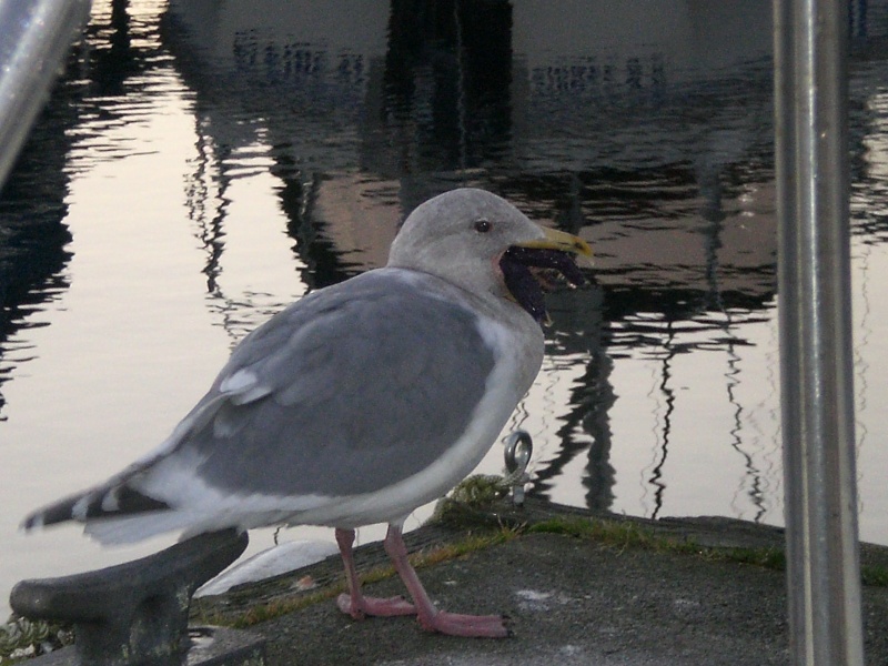 California trip and others 004