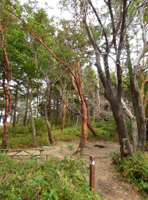 Campsite on South side of island