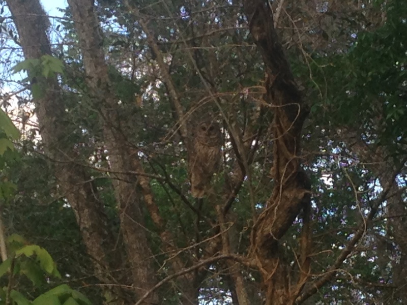 Can you spot the owl ? Noticed many more this year and lots of wild turkeys too.