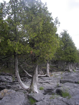 Cedar Trees growing in rocks