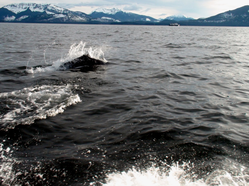Dall porpoise near Hoonah
