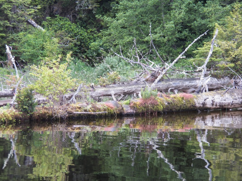 Diverse vegetation growing on the downed timber.