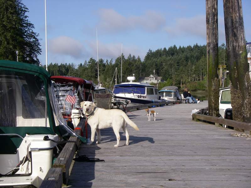 Dock Dogs Gus (Sea Coaster) and Chloe (Rock-C)