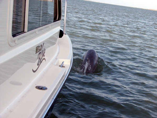 Dolphin alongside the boat
