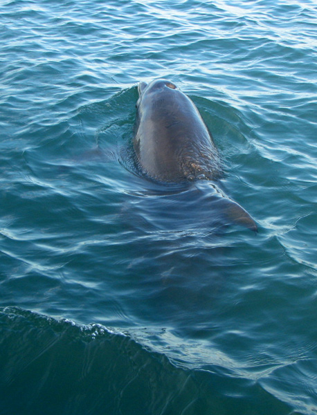 Dolphin, close enough to feel the spit!