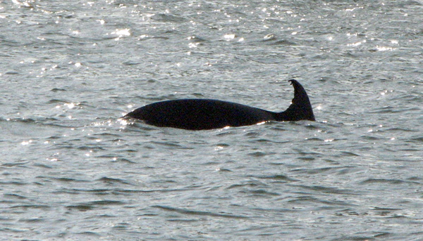 dolphin in the early light