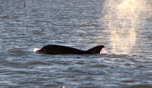 Dolphin