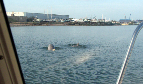 Dolphins out the windshield