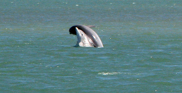 Dolphins playing