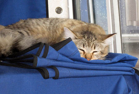 Down for a nap
