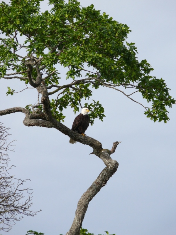 Eagle - Connover Cove Wallace I.JPG