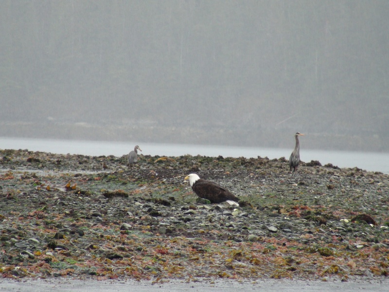 eagle & heron on tidal flats off Lisianski strait dock