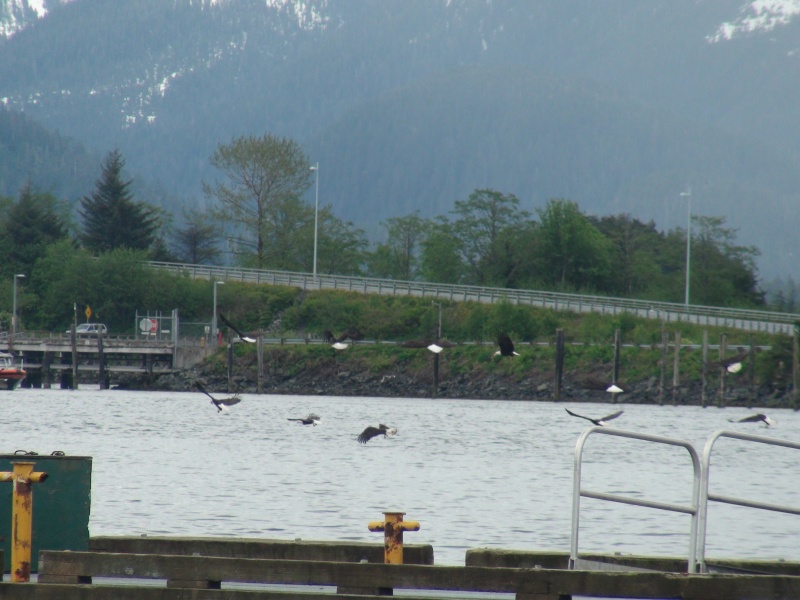 eleven eagles in flight Sitka channel1