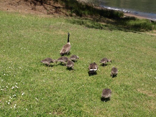Family of geese