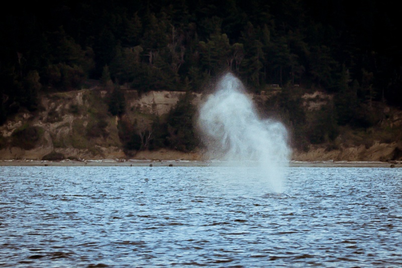 Finally some whales in calm water, with no other boats around, this is what we came for!